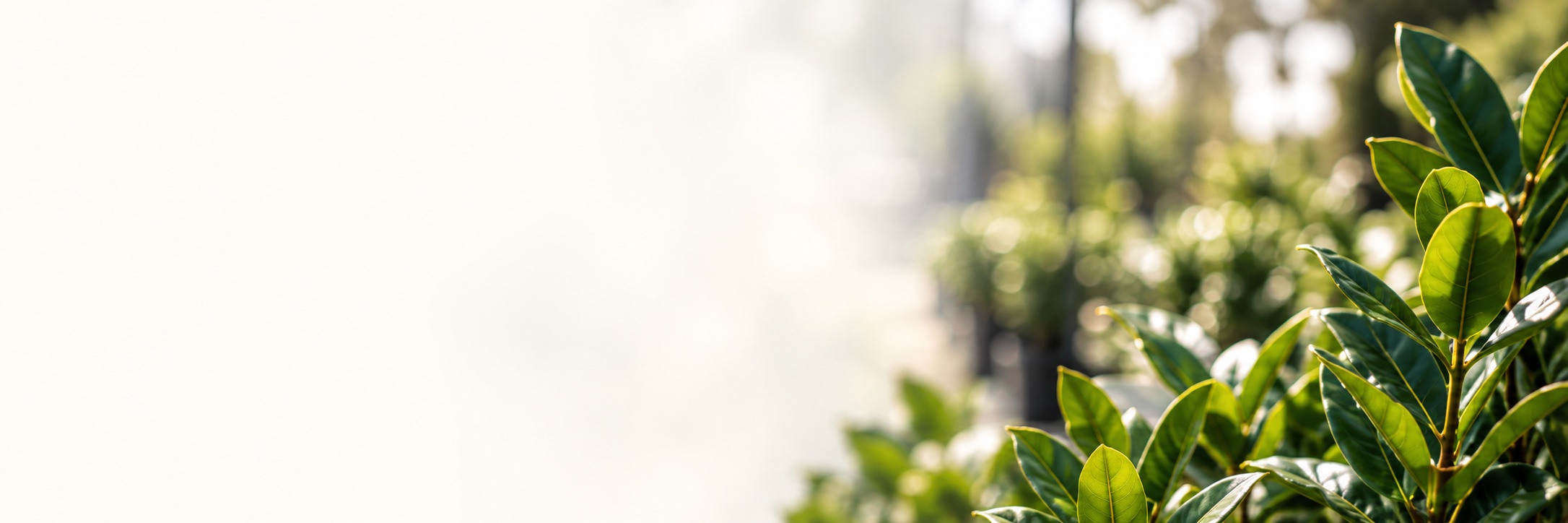 Sunlit nursery foliage
